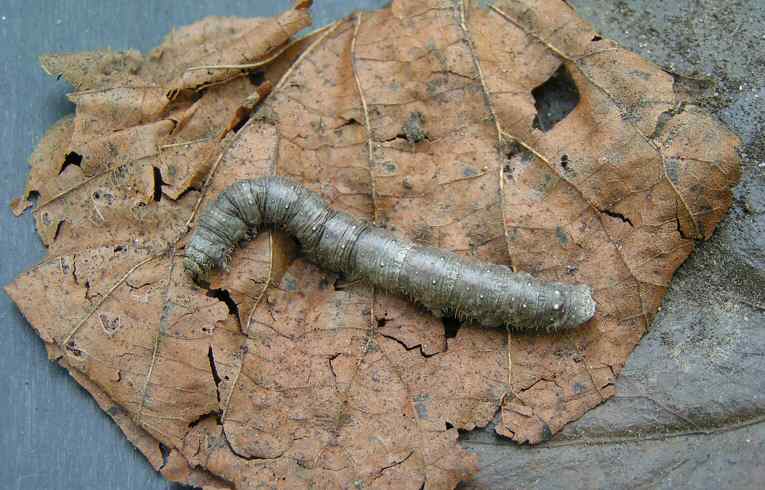 Tenebrio molitor ?