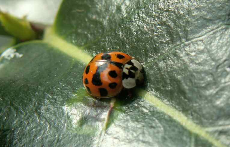 Harmonia axyridis