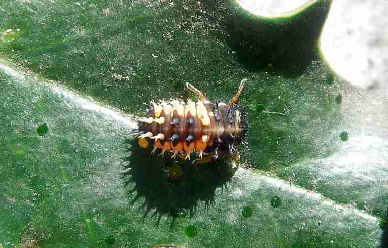 Harmonia axyridis