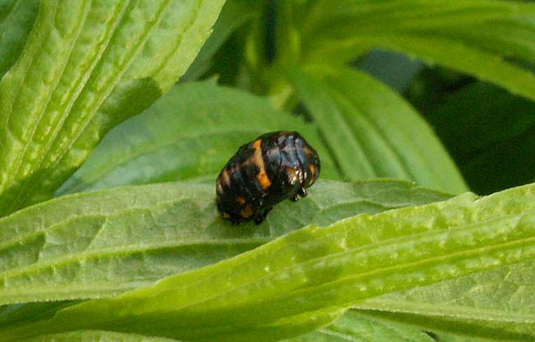 Harmonia axyridis