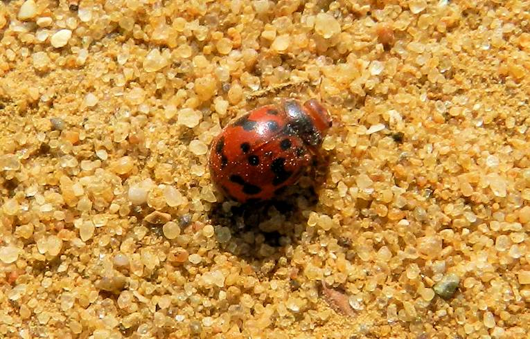 24-spot Ladybird