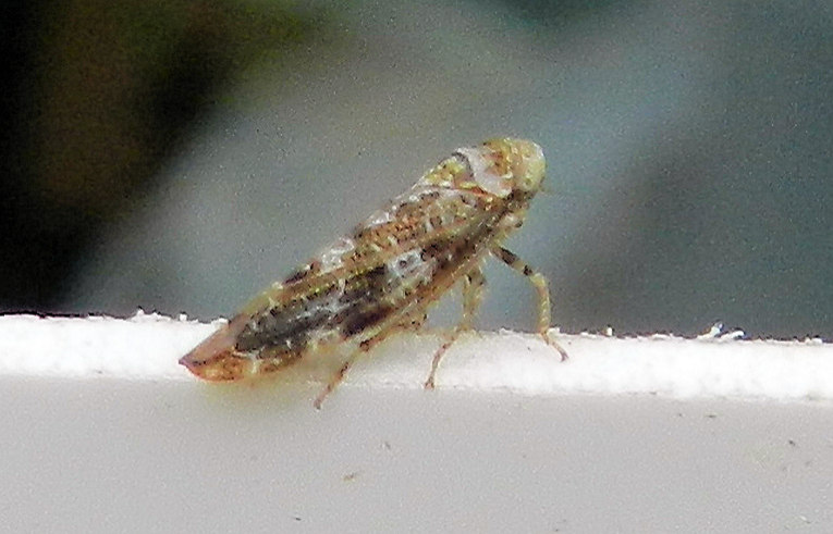 Allygus mixtus