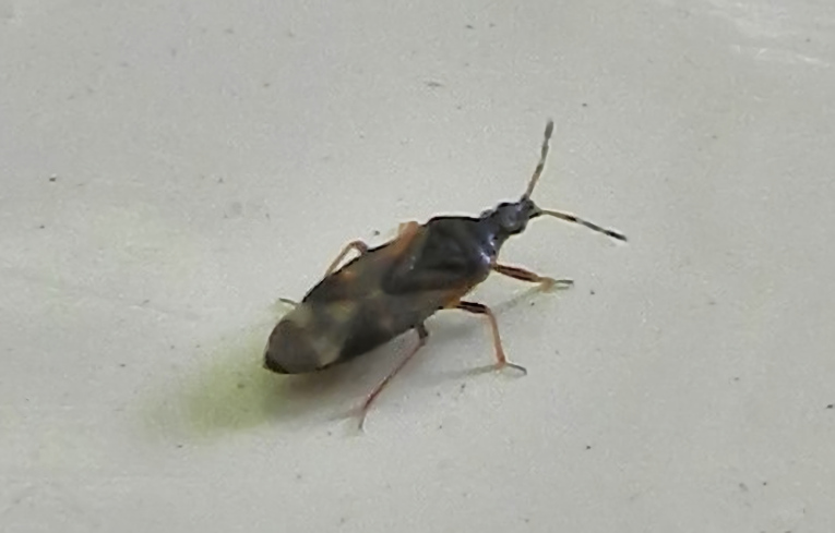 Anthocoris nemorum