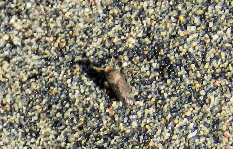 Asiraca clavicornis