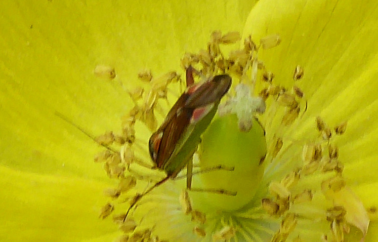 Closterotomus trivialis