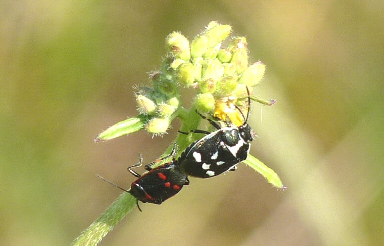 Eurydema oleracea