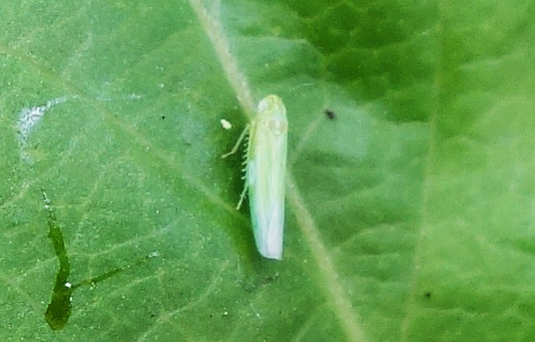 Hebata vitis