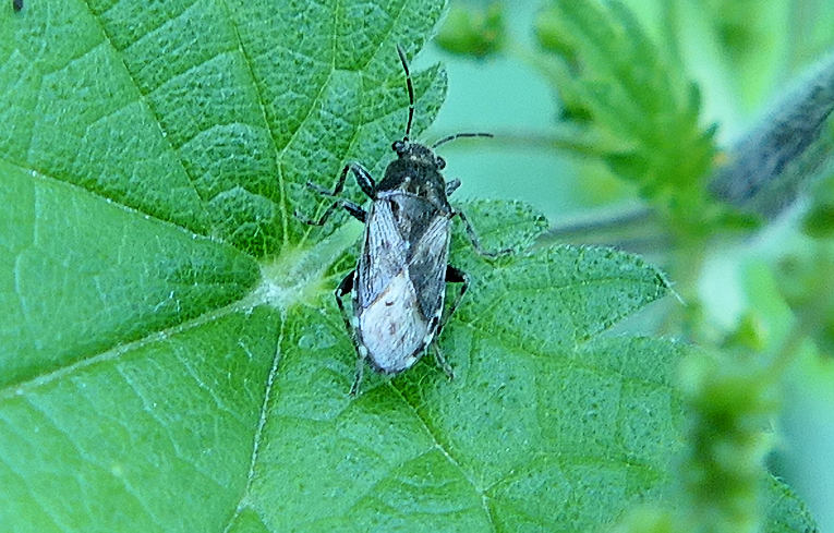 Heterogaster urticae
