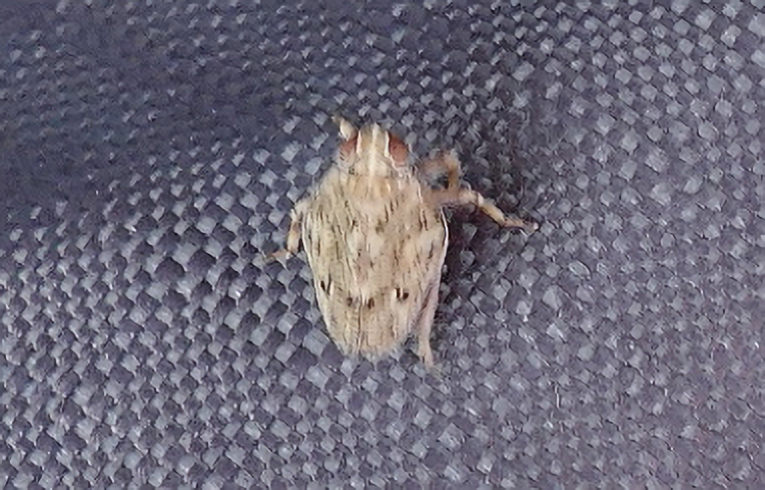 Issus coleopatratus