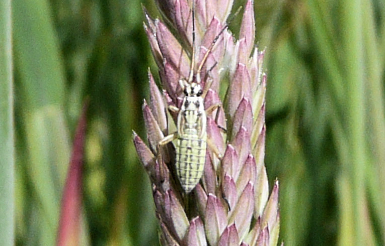 Leptoterna dolabrata