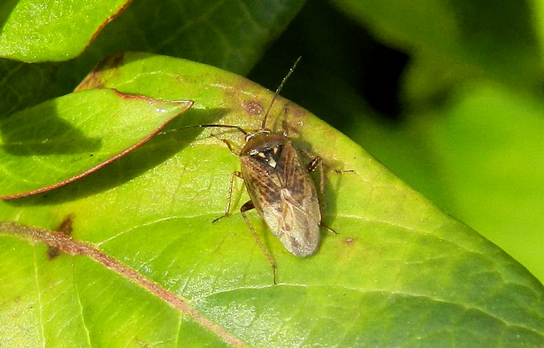 Lygus rugelipennis