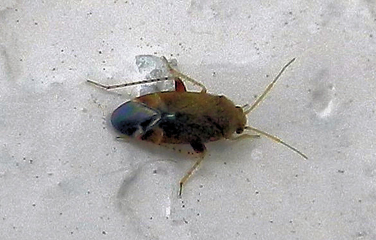 Psallus sp. ?