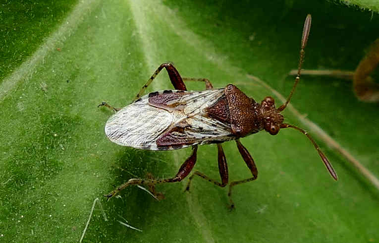 Rhopalus subrufus