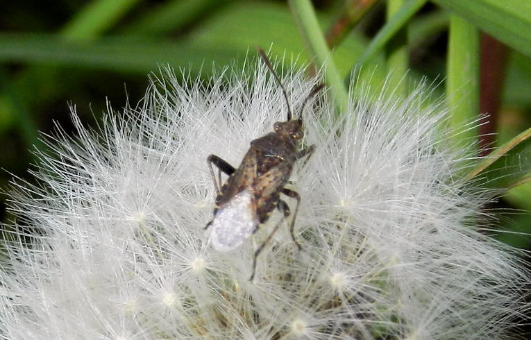 Stictopleurus punctatonervosus ?