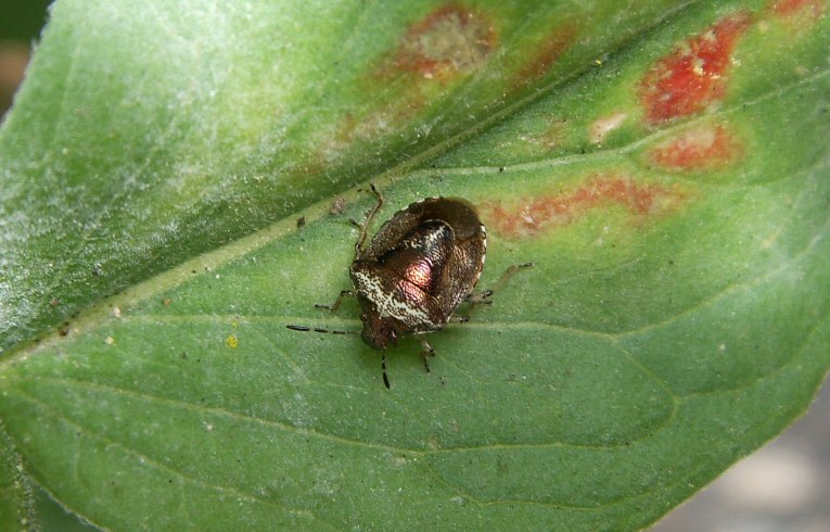 Eysarcoris venustissimus