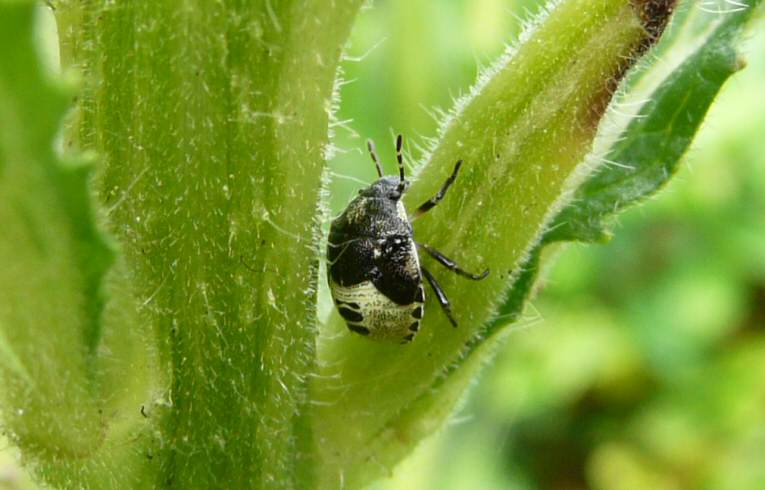 Palomena prasina