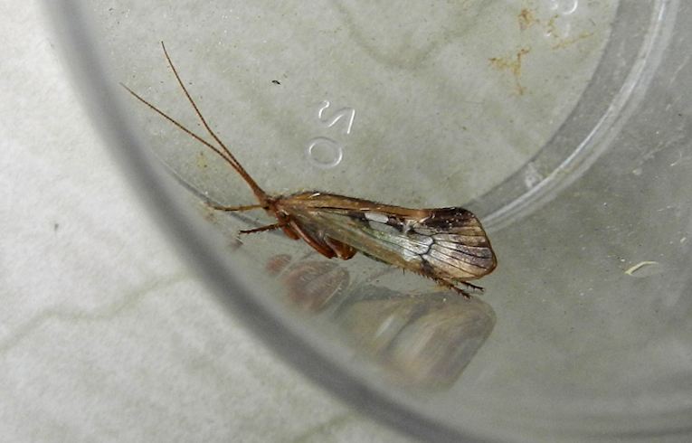 a caddis fly