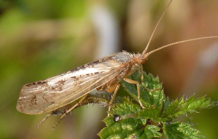  Limnephilus flavicornis