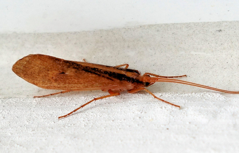 Stenophylax sp.
