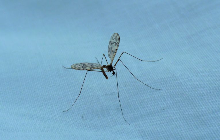 Limonia (nubeculosa?)