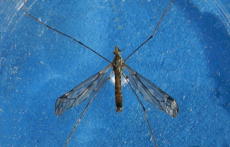 Nephrotoma (flavipalps?)