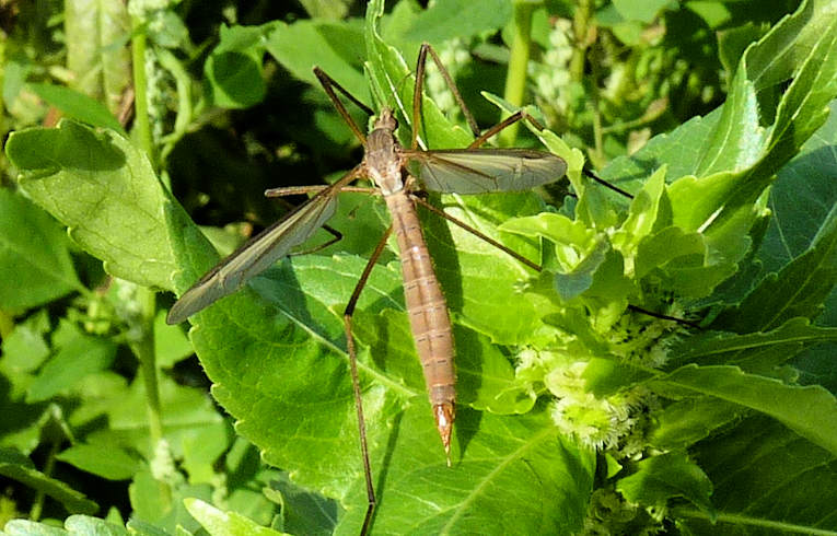Tipula paludosa