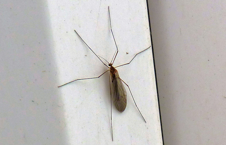 Trichosera annulata