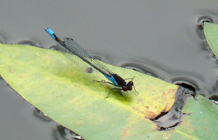 Small Red-eyed Damselfly