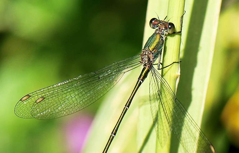 Willow Emerald