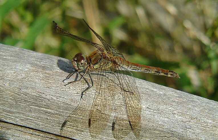 Sympetrum striolatum