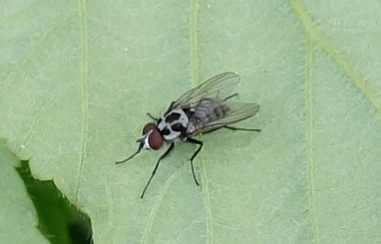 Anthomyia (procellaris ?)