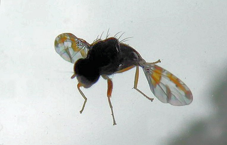 Ceratitis capitata