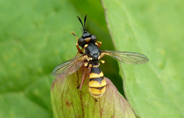 Conops quadrifasciatus