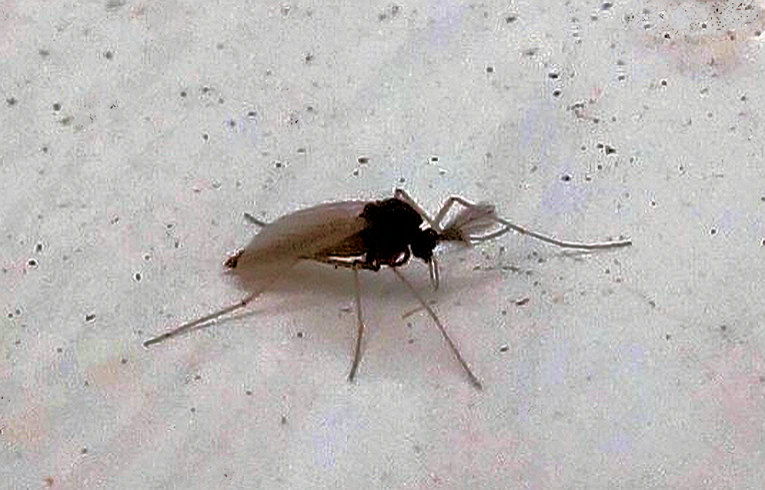 Diamesa sp.