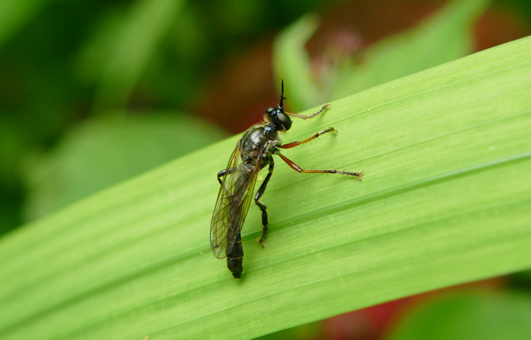 Dioctria species