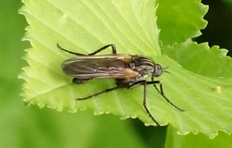 Empis tessellata