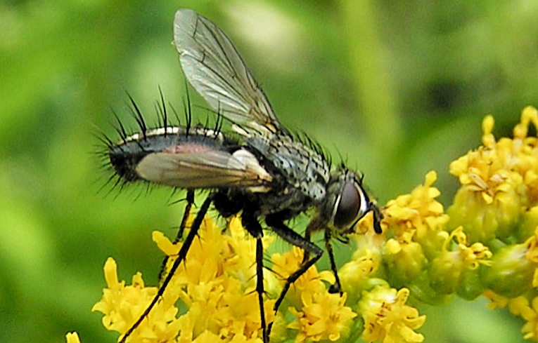 Eriothrix rufomaculata ?