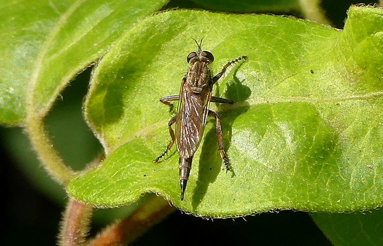 Machimus cingulatus