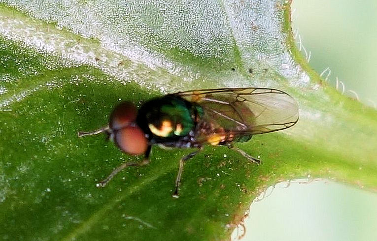 Microchrysa polita ?