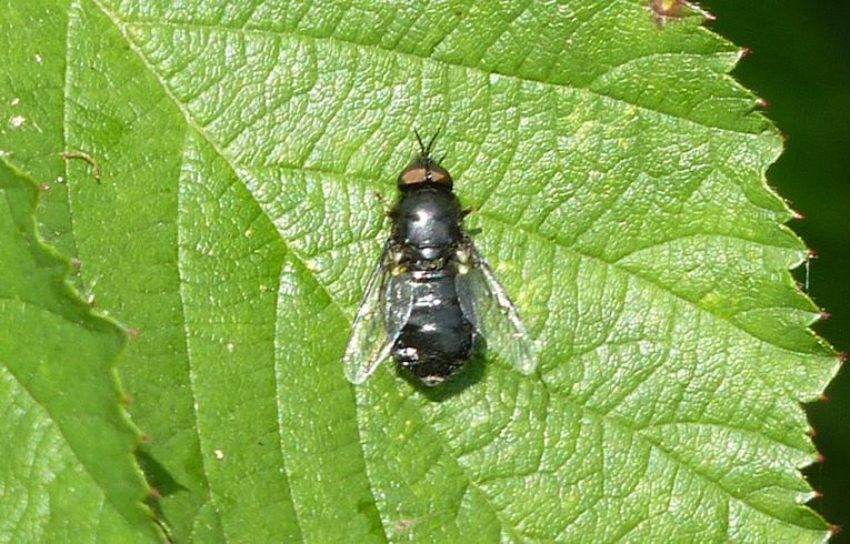 Odontomyia tigrina