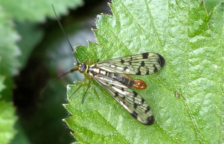 Panorpa (germanica ?)