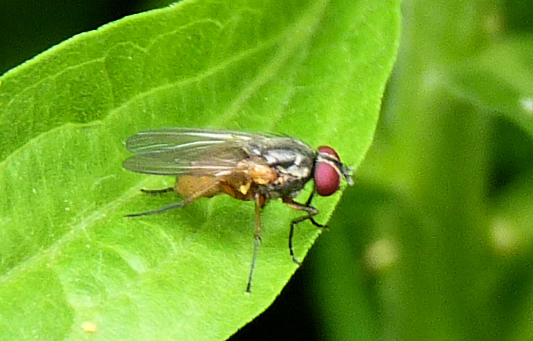 Phaonia (subventa ?)