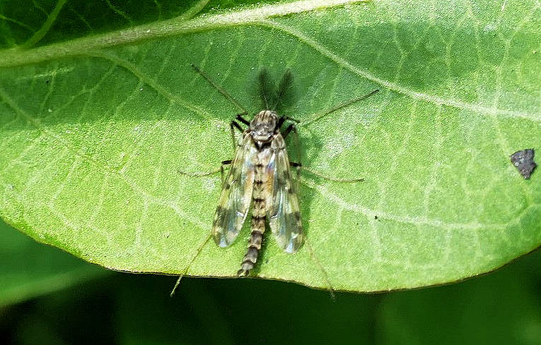 Psectrotanypus varius ?