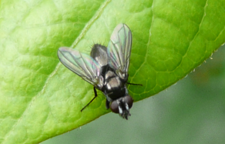 Rhinophora (lepida ?)