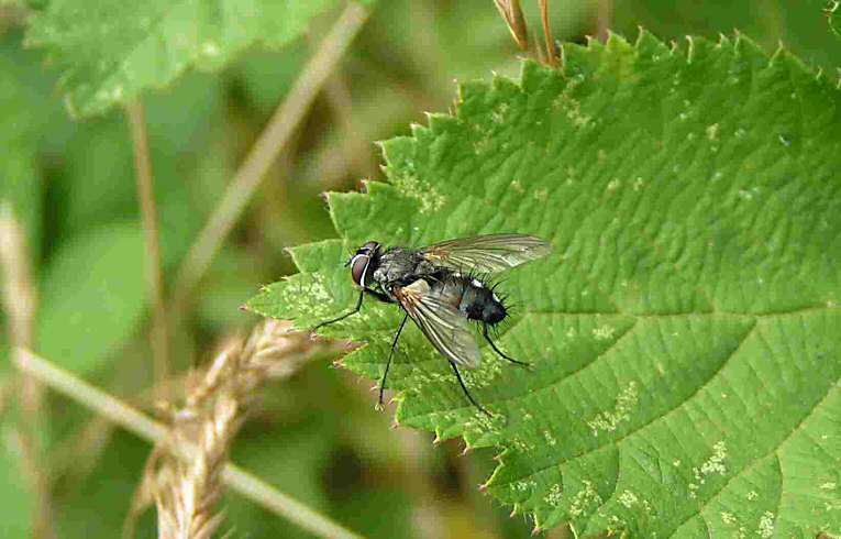 Tachinid Fly - Thelaira sp.