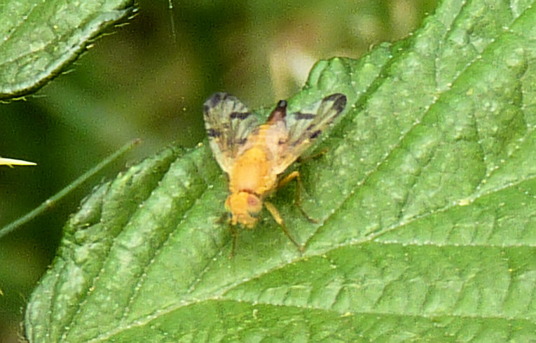Xyphosia miliaria