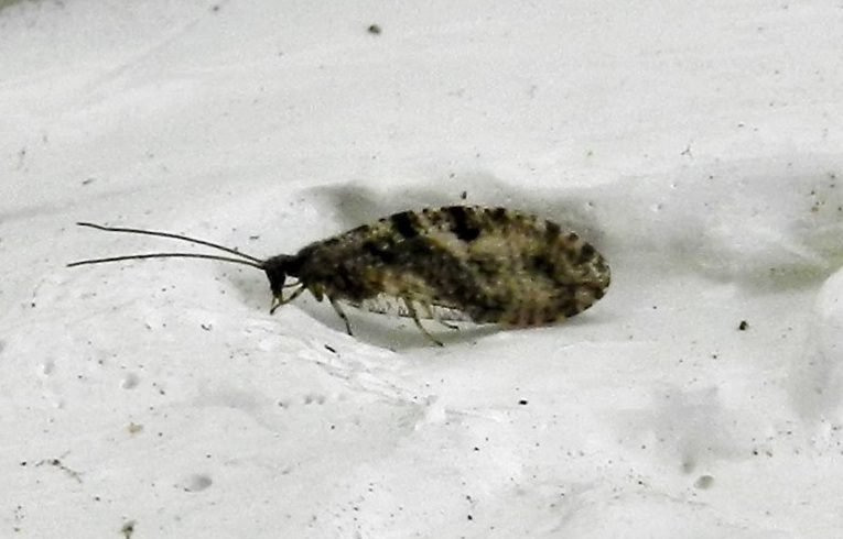 Micromus variegatus