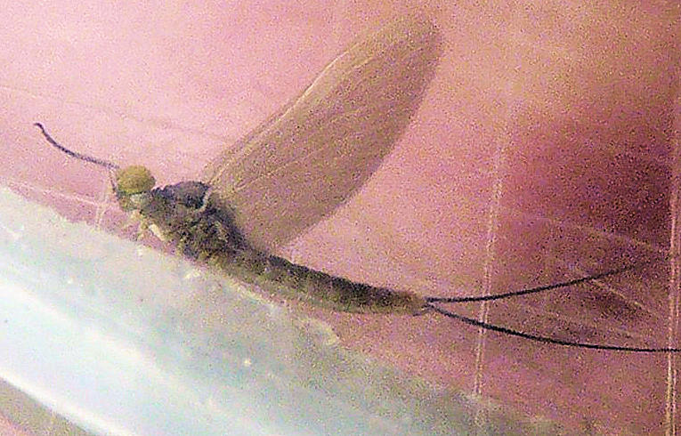 Baetis sp. ?
