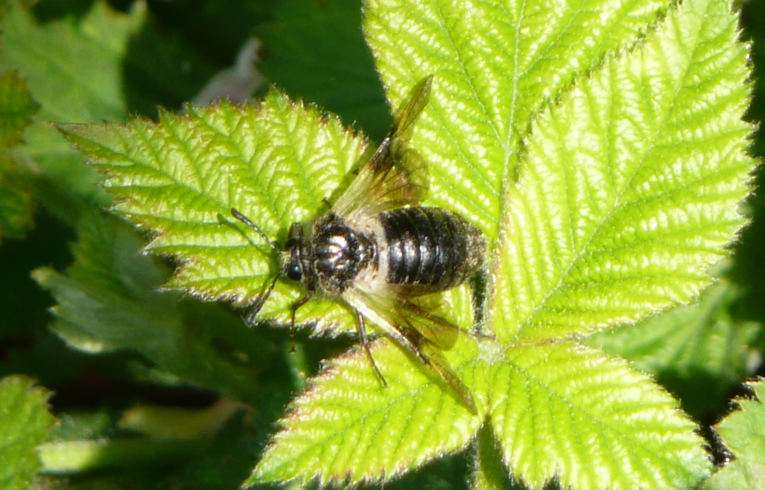 Abia fasciata