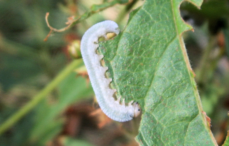 Monostegia abdominalis